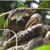 cropped-slothy